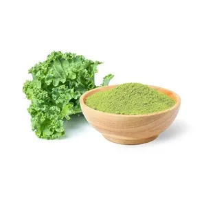 Führender Exporteur Verkauf top Qualität Kräuterextrakt 100 % reines Kale Gemüse grünes feines Pulver für Superfood, Getränk, Getränk