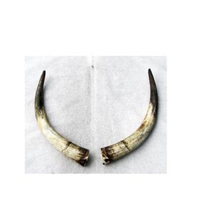 Par de cuerno de vaca y buey hecho a mano pulido 100% par de búfalo Color de cuerno natural Producto de Venta caliente par de cuerno - Product Image 6