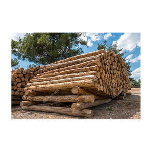 Troncos de madera de teca personalizados al por mayor, madera dura de pino y rojo, gran oferta de troncos de madera de eucalipto a precio económico para el mercado mundial en todo el mundo - Product Image 5