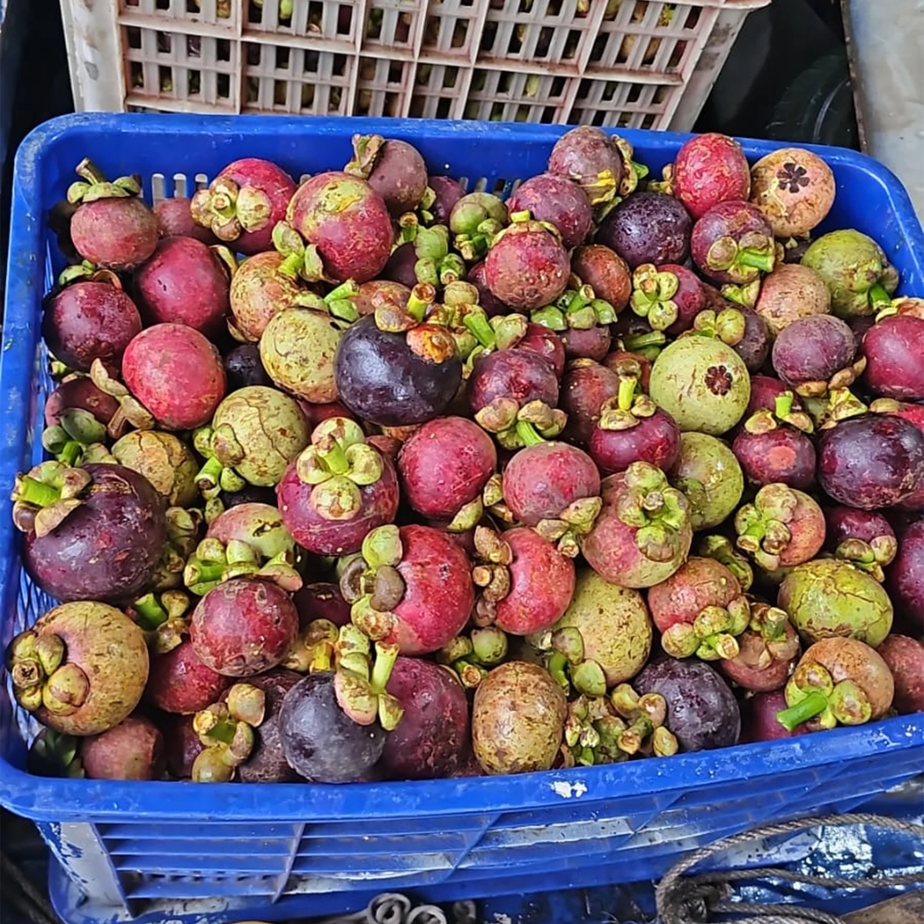 Mangosteen Mangostino супер фрукты свежие органические ультра экзотические из середины света, такие вкусные и сладкие
