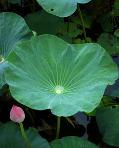 ใบบัวแห้งจากเวียดนาม คุณภาพส่งออก - Product Image 4