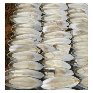 กระดูกปลาหมึกตากแห้งธรรมชาติ คุณภาพสูง ไม่แตกหัก สำหรับนกและอาหารสัตว์เลี้ยง สำหรับส่งออก - Product Image 2