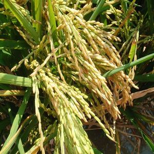 Conditionneur de sol biologique avec cultures microbienes, paquet de 1 kg pour toutes les cultures, produit agricole par Organica Biotech - Product Image 2