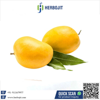 Hoge kwaliteit verse Alphonso mango van Herbojit International Super Grade 3kg doos - Heerlijk zoete smaak tegen een uitstekende prijs
