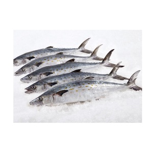 Vendedor mayorista de pescado macarela española entera congelada a precio económico - Product Image 3
