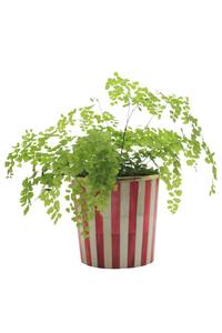 Maceta Artesanal con Incrustaciones de Hueso en Forma de Zigzag |   Macetero Decorativo para Jardín, Patio, Balcón, Decoración del Hogar y Sala de Estar Moderna - Product Image 5