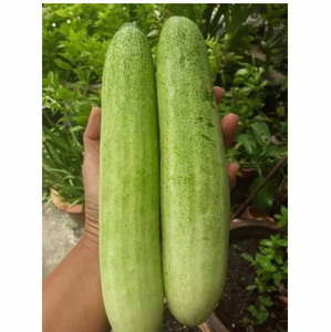 Pepino Verde Fresco Natural Orgánico de Primera Calidad, Grado A, 100% Puro, 4 kg para Productos Alimenticios - Product Image 3