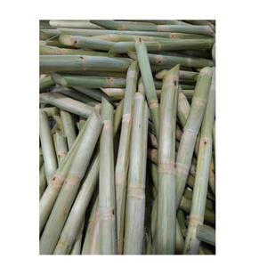 Peeled Frozen Sugarcane from Vietnam Juicy Cut Sticks with Natural Sweetness for Export, <b>Juicers</b>,and Drink Industry Distributors - Product Image 1