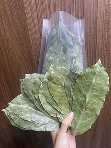 Hojas de Guanábana Secas Naturales - Hojas de Guanábana Secas Orgánicas Naturales - Hojas de Guanábana de Montaña Secas - Hojas de Annona Muricata Secas - Product Image 3