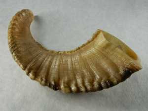 แกะแตรแกะธรรมชาติสไตล์สัตว์ส่งออกสินค้าปริมาณมาก - Product Image 3