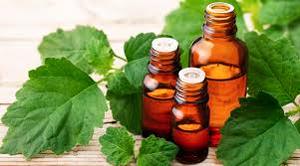 Fabricant en gros d'absolue de patchouli 100% pure et naturelle, qualité supérieure abordable, absolue de patchouli d'Inde - Product Image 6