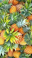 Groothandel Beste Prijs Verse Goede Smaak 100% Natuurlijk Hoogste Kwaliteit Tropische Ananas 1kg 15-20cm Zuid-Afrika
