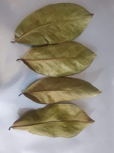 Gran oferta, proveedor completo, hojas secas de Guanábana/hoja de Graviola de alta calidad de Vietnam - Product Image 3