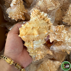 Conchas Decorativas de Vietnam Hechas con Conchas Naturales Seleccionadas para Decoración del Hogar y Proyectos de Diseño - Product Image 4