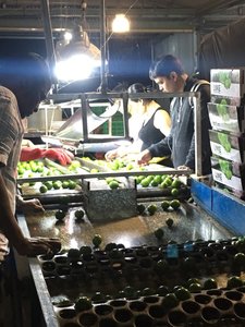 Citron vert sans pépins de haute qualité, fruit frais et juteux, peau fine, qualité supérieure pour la vente en gros - Product Image 6