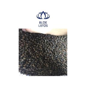 Semillas de Papaya de Vietnam - Product Image 1