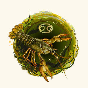 Huile Corporelle Signe Astrologique Cancer avec Encens, Ylang-Ylang, Melaleuca, Géranium pour Hydrater, Éclaircir et Raffermir - Product Image 2