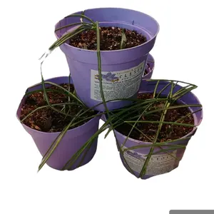 Küçük safran ekimi için mükemmel 3 Clesia safran ampuller ile 13cm vazo. Kompakt bahçe alanları için yüksek kaliteli ampuller