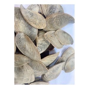 Opercules de coquillages en gros, couvercles de coquillages naturels pour encens et artisanat - Product Image 6