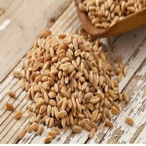 Maltas de Cebada de Primera Calidad para Procesamiento Alimentario, Listas para Uso en Ganado - Product Image 5