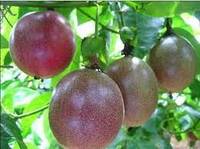 Verse Premium Kwaliteit Passievruchten uit Vietnam met Natuurlijke Zoetzuur Smak, GMO-vrij, voor Export Groothandel