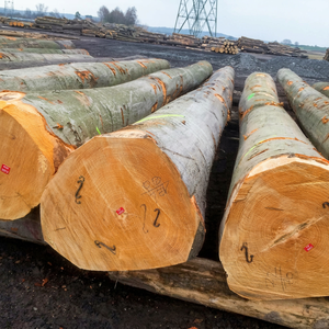 Premium Kiln Dried European Beech Round Timber | KD Hardwood Lumber A/B Grade 50cm+ Diameter 6m+ Length Whitish-yellow to Cream - Product Image 1