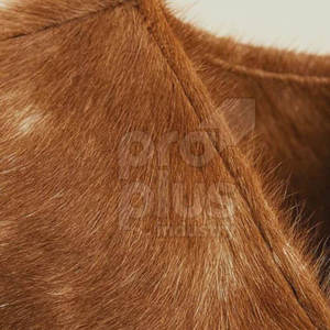 เสื้อกั๊กหนังวัวแท้สำหรับผู้ชาย - สไตล์วินเทจสุดเท่ คุณภาพพรีเมียม เสื้อคลุมลำลอง ระบายอากาศได้ดี - Product Image 5