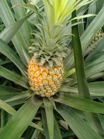 Verse Ananas van Hoge Kwaliteit, Merk uit Vietnam