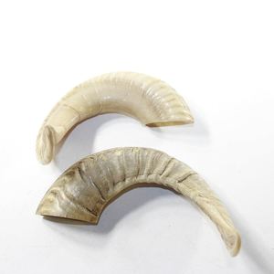 Paire de cornes de mouton 100% naturelles, qualité supérieure, polies, style animalier, meilleur prix, article décoratif pour la maison et les mariages - Product Image 4