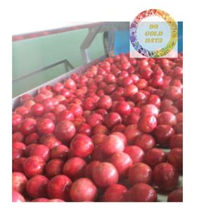 PÂTE DE FRUITS DE LA PASSION CONGELÉE DE MEILLEURE QUALITÉ DE L'USINE DU VIETNAM FOURNITURE DE FRUITS PURS POUR L'INDUSTRIE DU JUS GÉLATO ET DES SMOOTHIE - Product Image 6