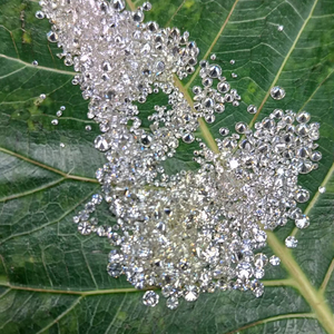 เพชรทรงกลมสีขาวสว่างได้รับการรับรองจาก CVD HP - Product Image 1