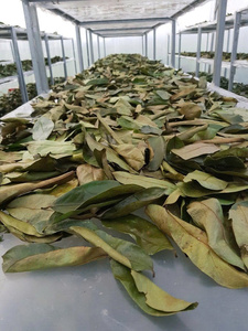 Hojas de Guanábana Secas Naturales, Té de Hoja de Graviola, Producto Herbal para la Industria del Té, Exportación - Product Image 5