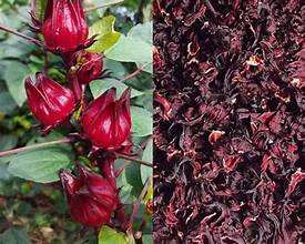 ALCACHOFA SECA NATURAL MEJORADA CON ESENCIA DE HOJA DE CATAPPA BOTÁNICA PARA EL APOYO DIETÍTICO DIARIO - Product Image 2