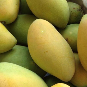 100% Natural <b>Fresh</b> Alphonso <b>Mango</b> Concentrated Sweet Yellow Skin Pakistan - Product Image 3