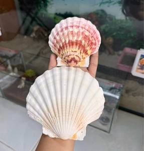 Concha de Vieira Natural de Vietnam // Concha de Diamante al por Mayor para Decoración de Interiores y Manualidades - Product Image 6