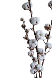 Flores de Algodón con Tallos para Bodas Decoración del Hogar Fiestas-Idea de Regalo de San Valentín Amazon Best Seller Natural - Product Image 4