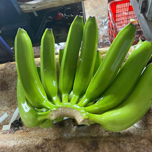 Bananas frescas Cavendish para exportación a EAU, Techmifood, proveedor confiable de Vietnam - Product Image 1