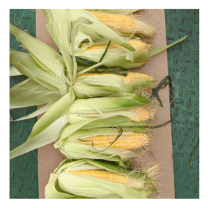 Charme de maïs congelé: Vietnam pur maïs congelé doré doux, facile pour les repas, les boissons et les merveilles culinaires de maïs congelé tendance - Product Image 5