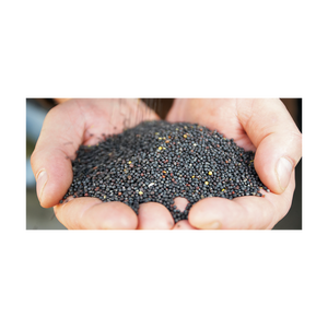 Semillas de canola a precios competitivos a granel para el comercio mundial - Product Image 4