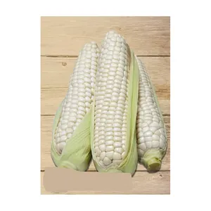 Pure natural Bags Organic Sweet Dry Baby Corn White Maize Corn / Best Quality GRADE 1 Non GMO White and White Corn