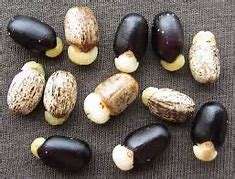 เมล็ดจาปาอบแห้งจากธรรมชาติเกรดดีที่สุดสินค้าการเกษตรพร้อมจำหน่ายทั่วโลก - Product Image 5