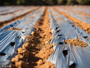 Cubierta de Suelo Compostable para Agricultura, Plástico Anti-UV Plateado y Negro, Película de Plástico para Mulching de 30 Micras para Plantación - Product Image 3