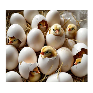 Œufs à couver de poulets de chair Cobb 500 et Ross 308 |   Œufs fertiles à vendre - Product Image 1