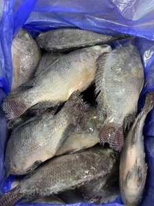 Tilapia noire congelée éviscérée IQF IWP Vente en gros Expédition rapide Origine ZA Durée de conservation de 12 mois Fabricant E$T Comestible - Product Image 4