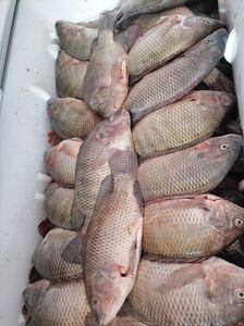Tilapia roja con precio barato al por mayor, peces redondos congelados, el mejor precio en stock, ¡Compre Ahora! - Product Image 4