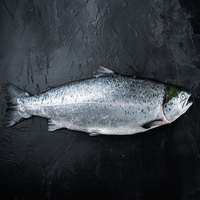 Poisson saumon surgelé norvégien de Offre Spéciale qualité supérieure poisson saumon surgelé de Norvège 10kg 12 kg emballage en carton livraison Ddp Cif la plus rapide