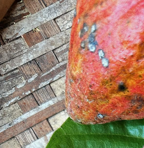 สัมผัสรสชาติอันหรูหราและกลมกล่อมจากเมล็ดโกโก้คั่วคุณภาพพรีเมียม เกรดดีที่สุดจากฟาร์มคัดสรรพิเศษ พันธุ์ฟอรัสเตรโอ น้ำหนัก 25 กก. - Product Image 3