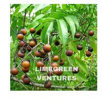 Sapindus Mukorossi (Graines de Reetha) – Exportateur en Gros de Produits à Base de Plantes – Durée de Conservation de 12 Mois – Marque Double Tongues – Fabriqué par Limegreen Ventures