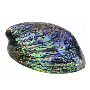 Quemador de incienso de concha de abulón estándar con diseño único, cuenco para difuminar estilo amor náutico con Interior de arcoíris - Product Image 3