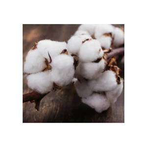 100% <b>Raw</b> <b>Cotton</b> Bales Premium Compressed Fiber For Textile Use At Wholesale Price - Product Image 5
